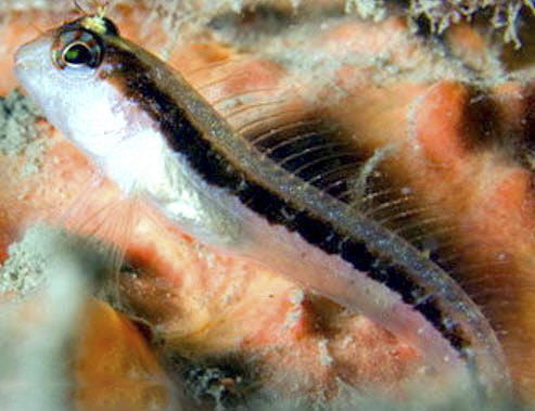 Parablennius rouxi_0321